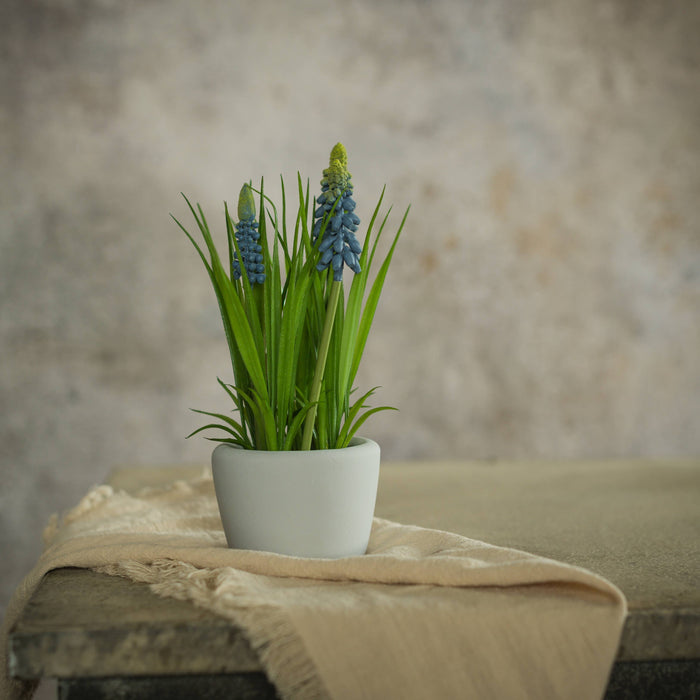8" POTTED BLUE HYACINTH