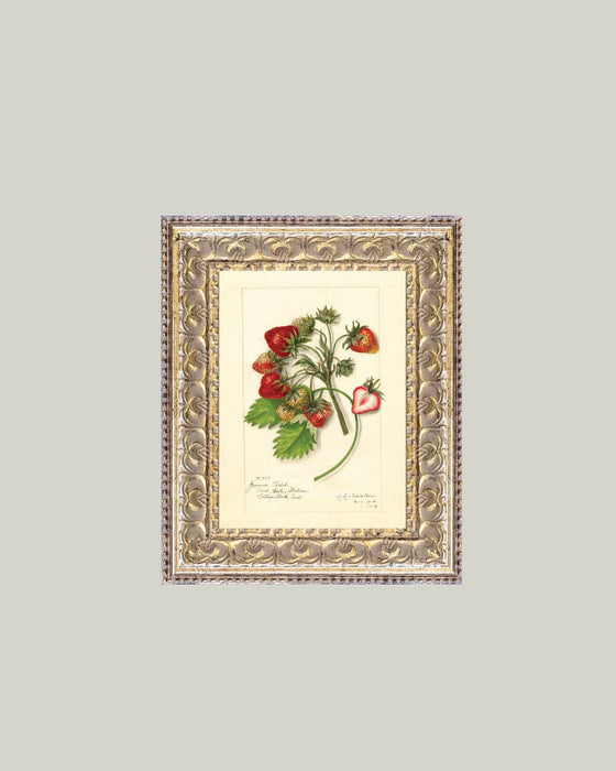 Study of Strawberries