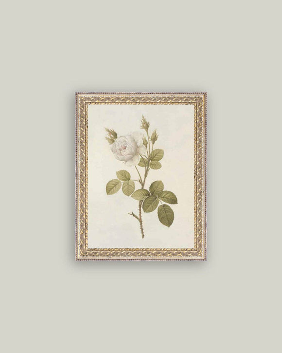 Misty Rose Framed Antique Art