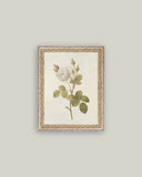 Misty Rose Framed Antique Art
