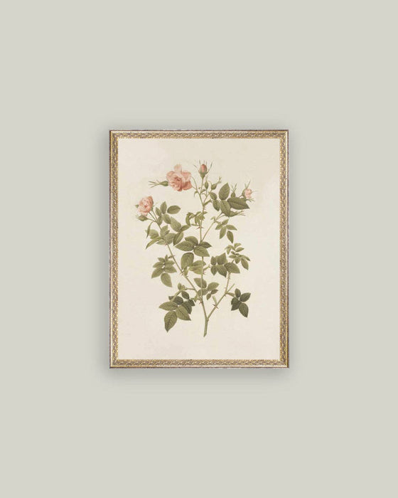 Rosa Framed Antique Art