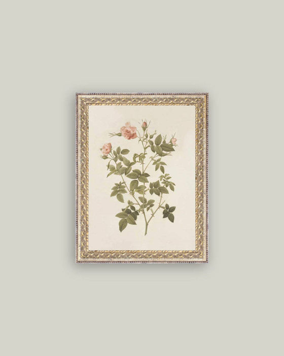 Rosa Framed Antique Art