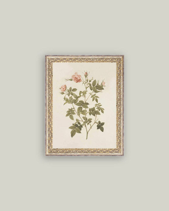 Rosa Framed Antique Art