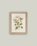 Rosa Framed Antique Art