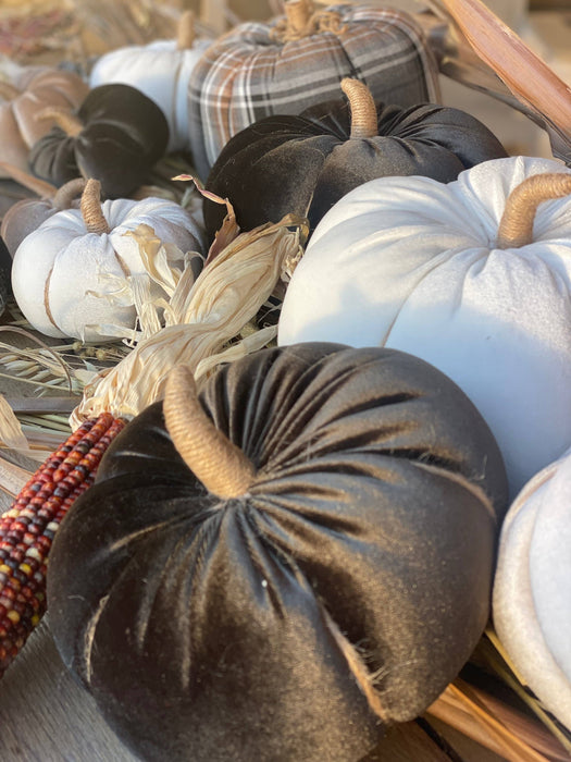 Med. Black Velvet Pumpkin