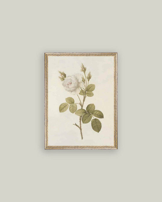 Misty Rose Framed Antique Art