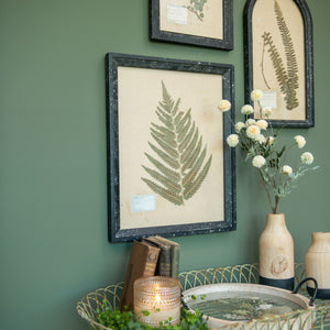 Pressed Fern in Black Frame