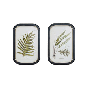 Fern Framed Wall Decor IN STORE PICKUP ONLY