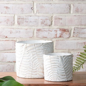 Fern Cement Pots