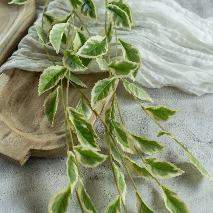 Pothos Leaf vine