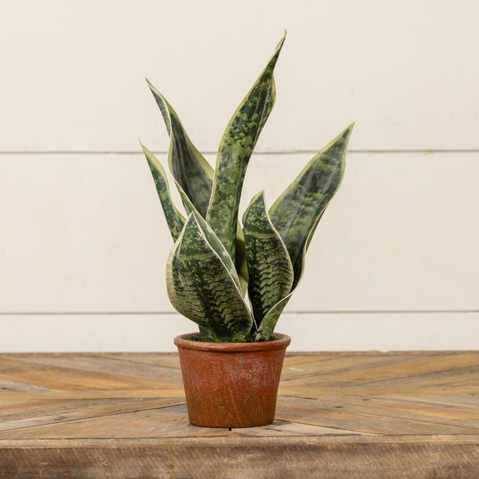 Potted Snake Plant 14"