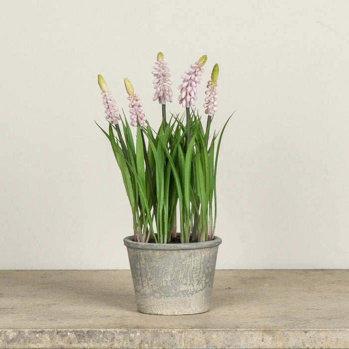 Potted Pink Grape Hyacinth