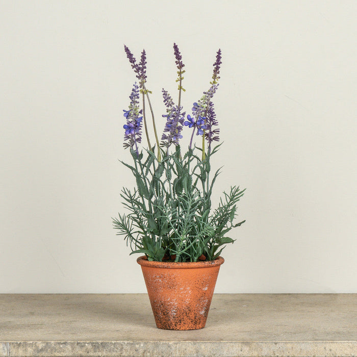 Potted Lavender