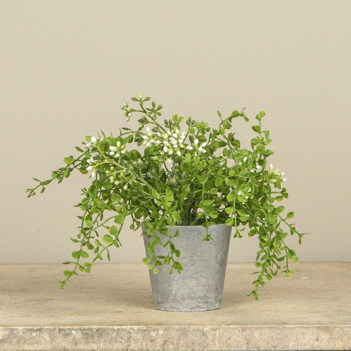 Potted Baby Grass w/ White Berries