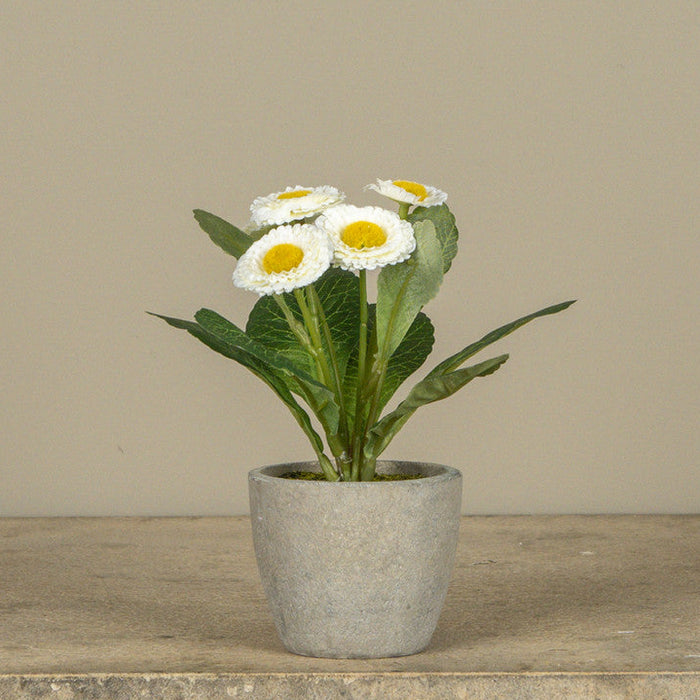 White Potted Daisy 6.75"