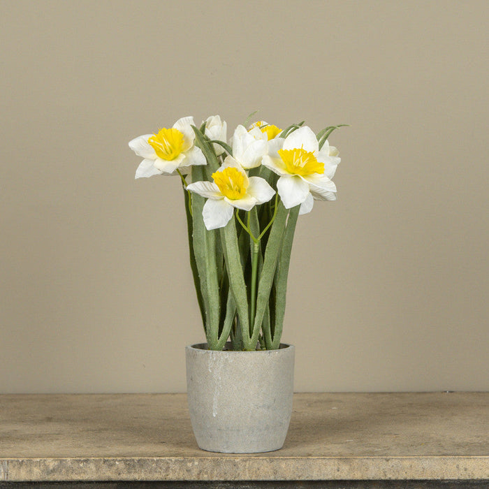 Potted White Daffodil 12"