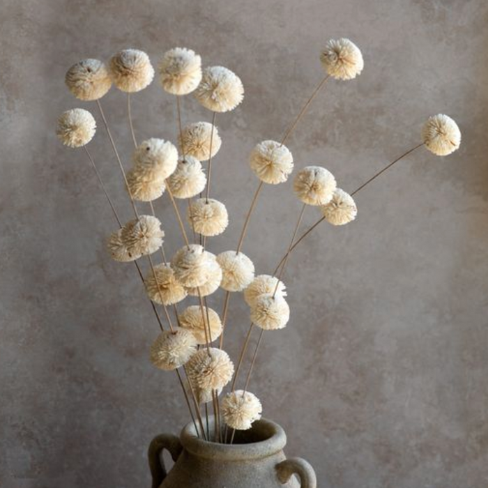 Dried White Kadam Flower IN STORE PICKUP ONLY