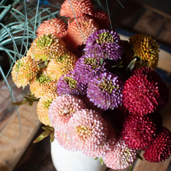Mustard Ball Dahlias