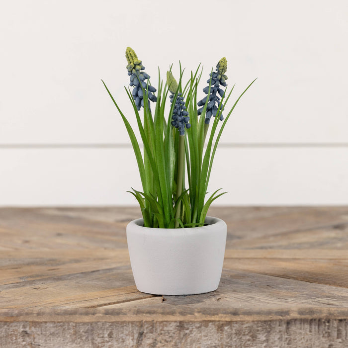 8" POTTED BLUE HYACINTH