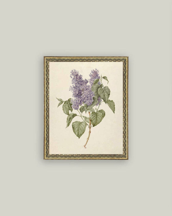 Lilac Branch Framed Antique Art