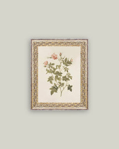 Rosa Framed Antique Art