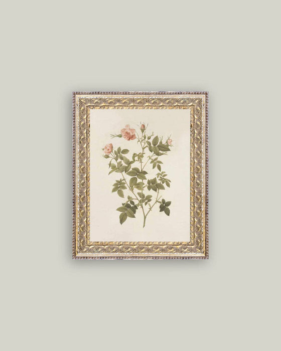 Rosa Framed Antique Art