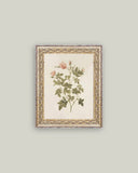 Rosa Framed Antique Art