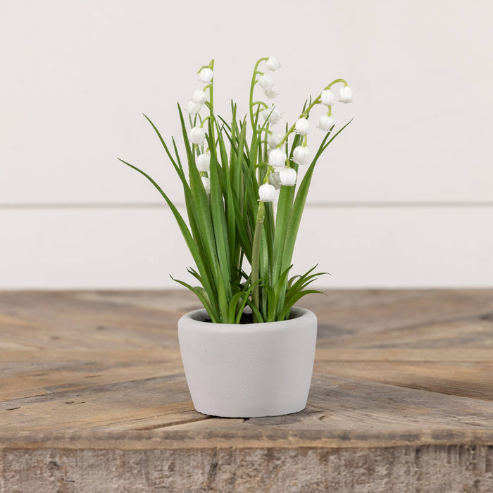 8.25" POTTED WHITE LILY OF THE VALLEY