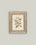 Rosa Framed Antique Art
