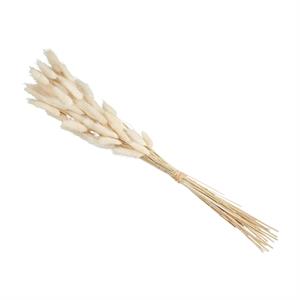 Dried Bunny Grass Bundle