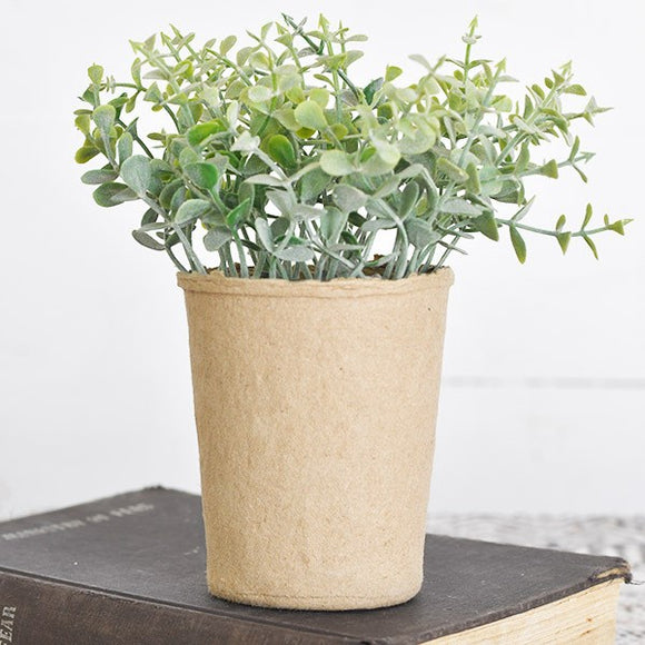 Dusty Baby Leaf Plant in Paper Pot